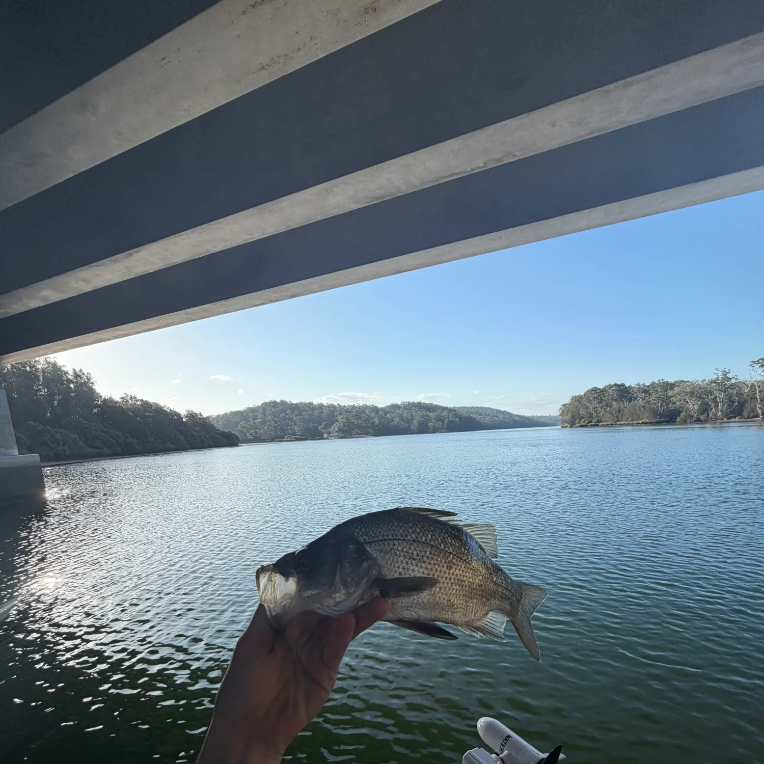 Fish caught on Fishbrain