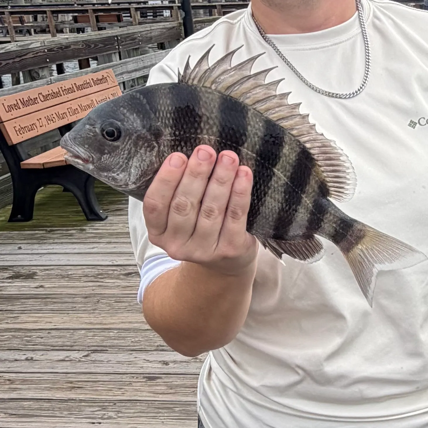 Sheepshead caught on Fishbrain