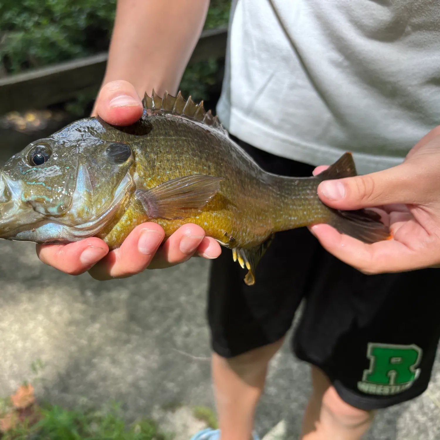 Green sunfish caught on Fishbrain