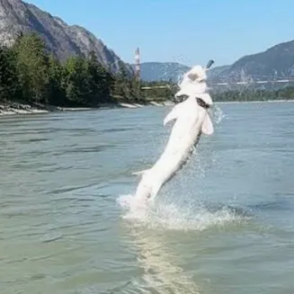 White sturgeon caught on Fishbrain