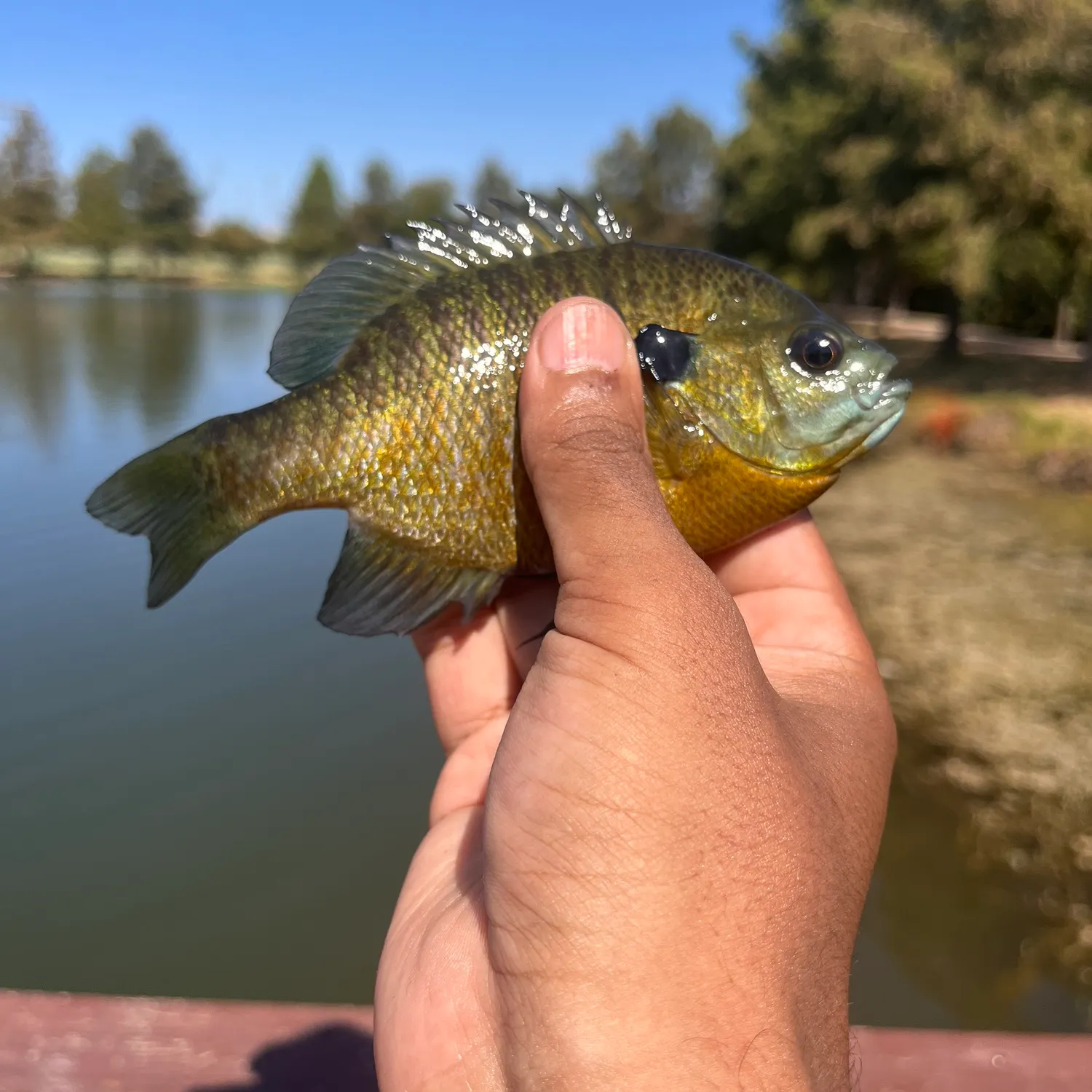 Bluegill caught on Fishbrain