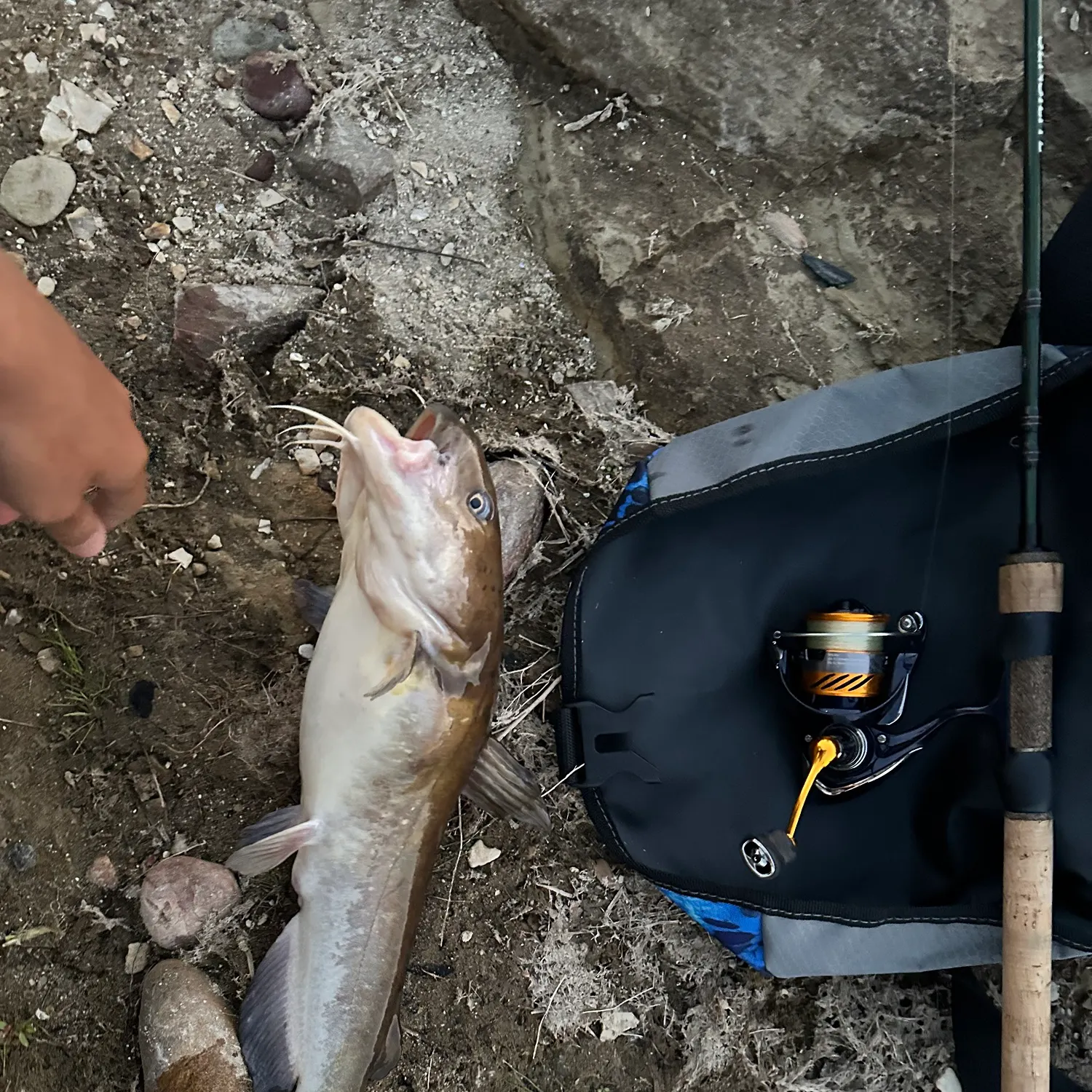White bullhead caught on Fishbrain