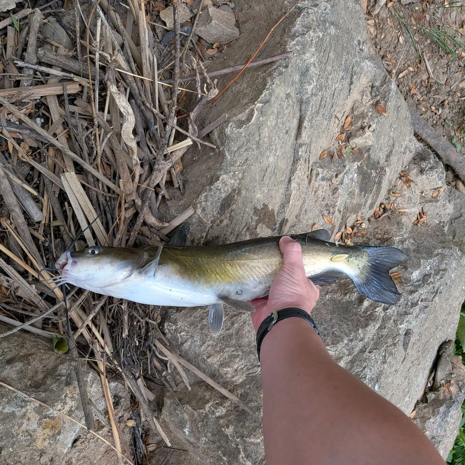 The most recent North African catfish catches on Fishbrain