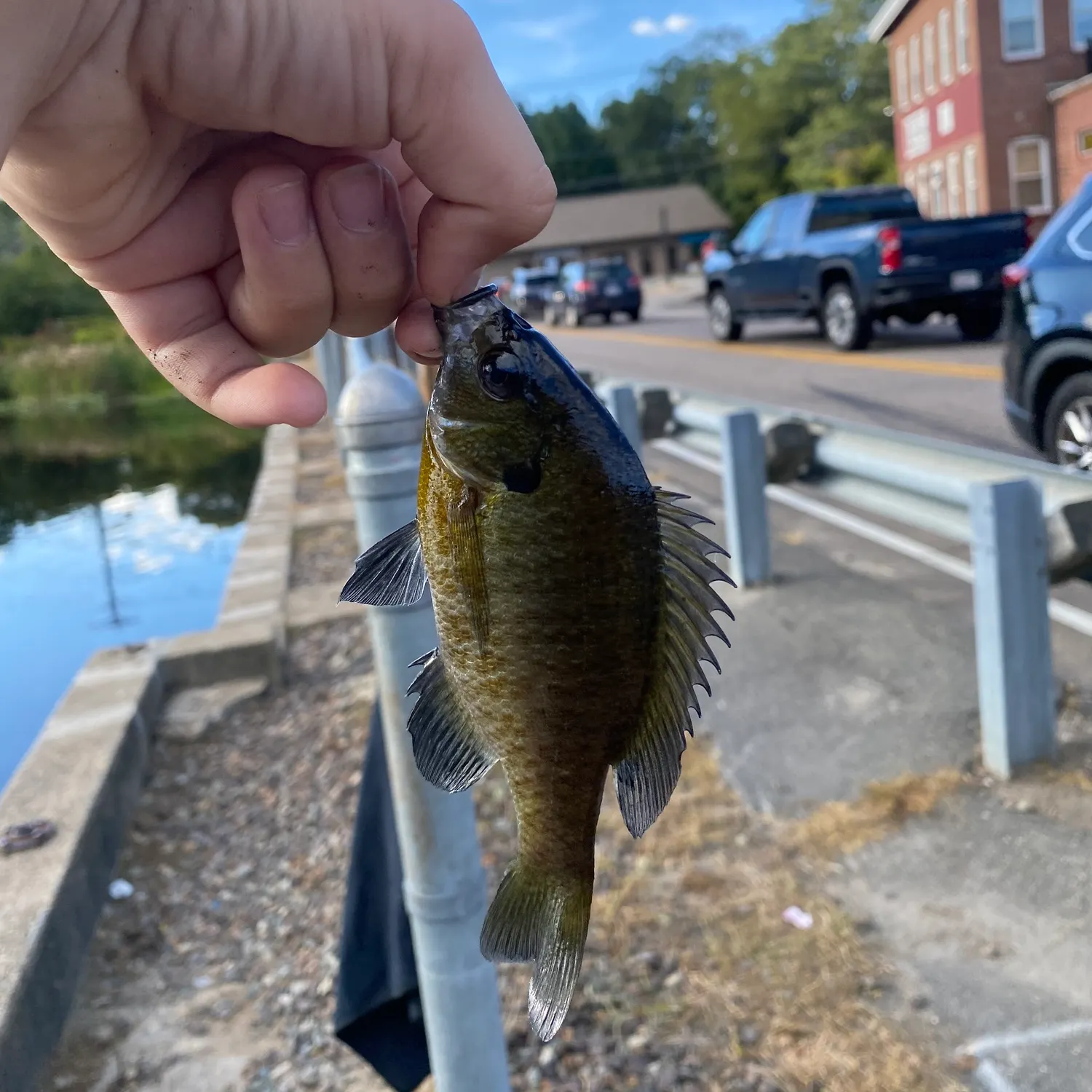 Bluegill caught on Fishbrain