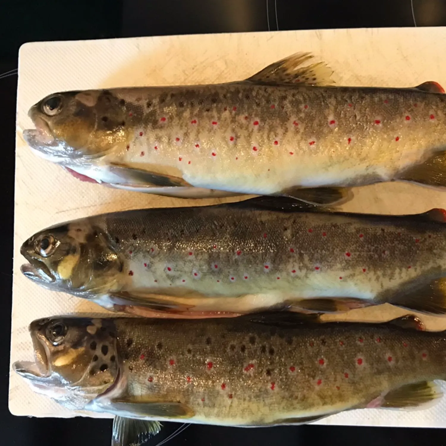 recently logged catches
