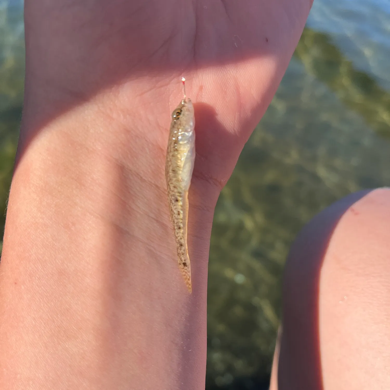 The most recent Sand goby catches on Fishbrain