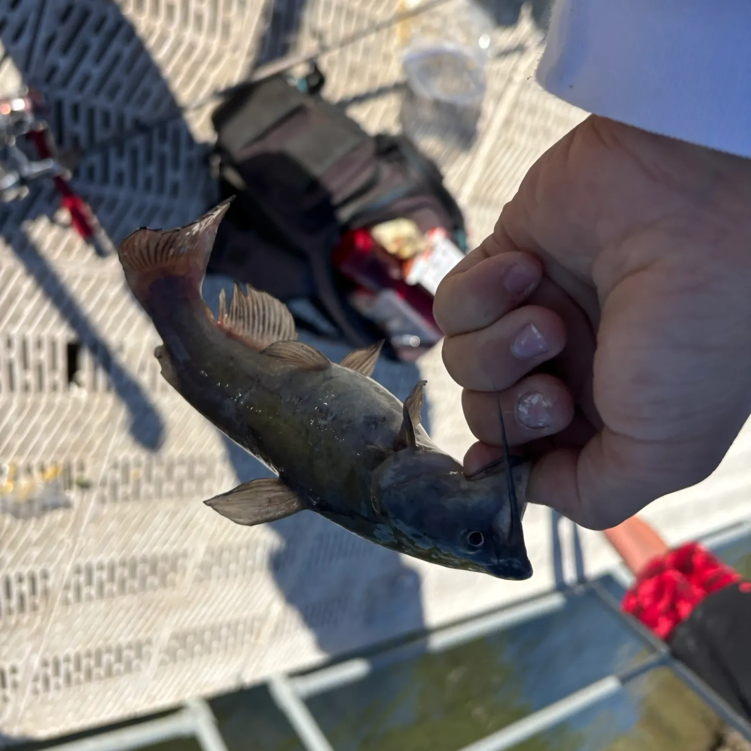 Channel catfish caught on Fishbrain