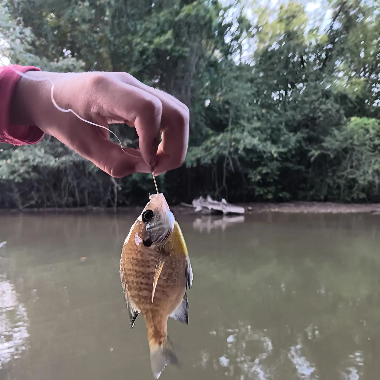 Bluegill caught on Fishbrain