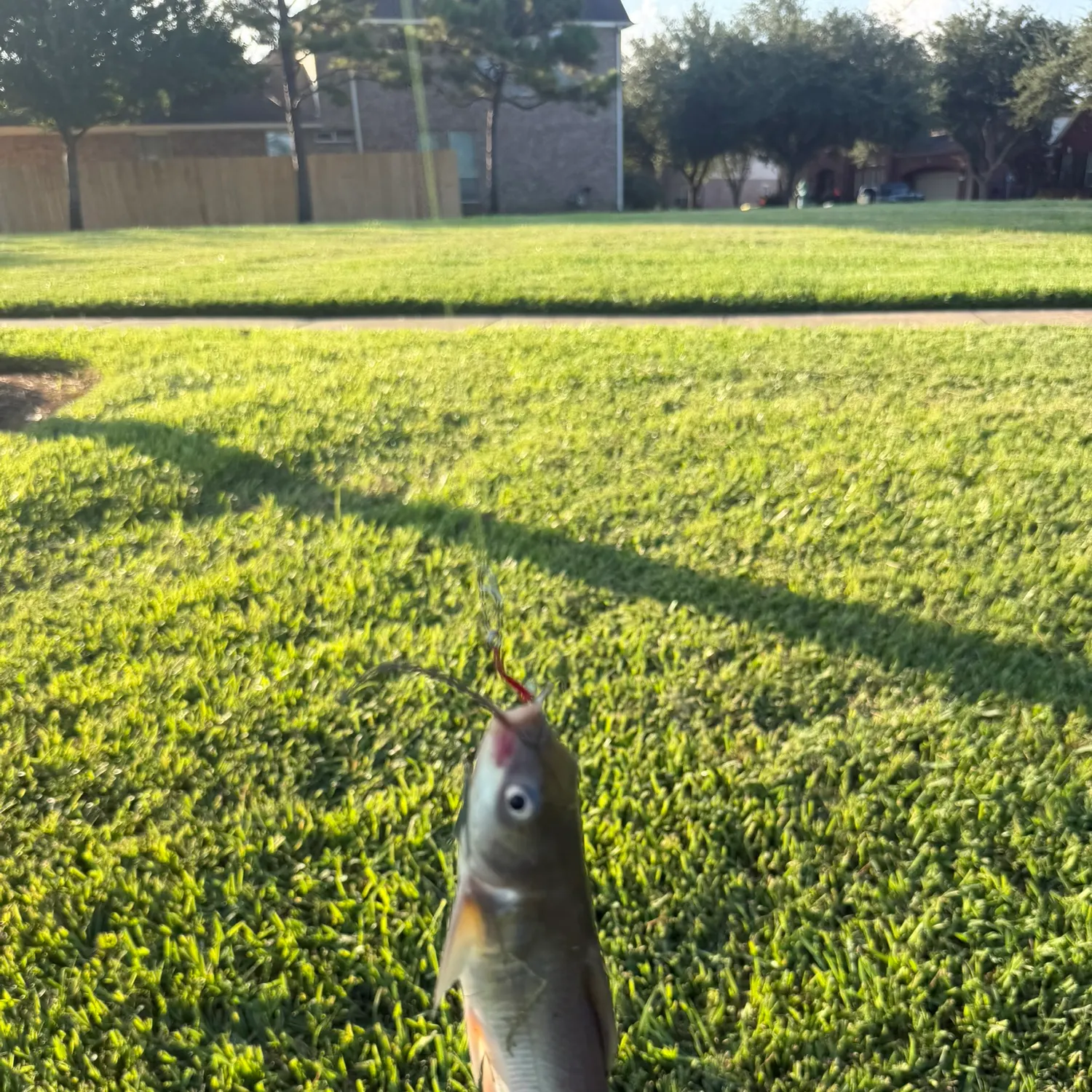 Channel catfish caught on Fishbrain