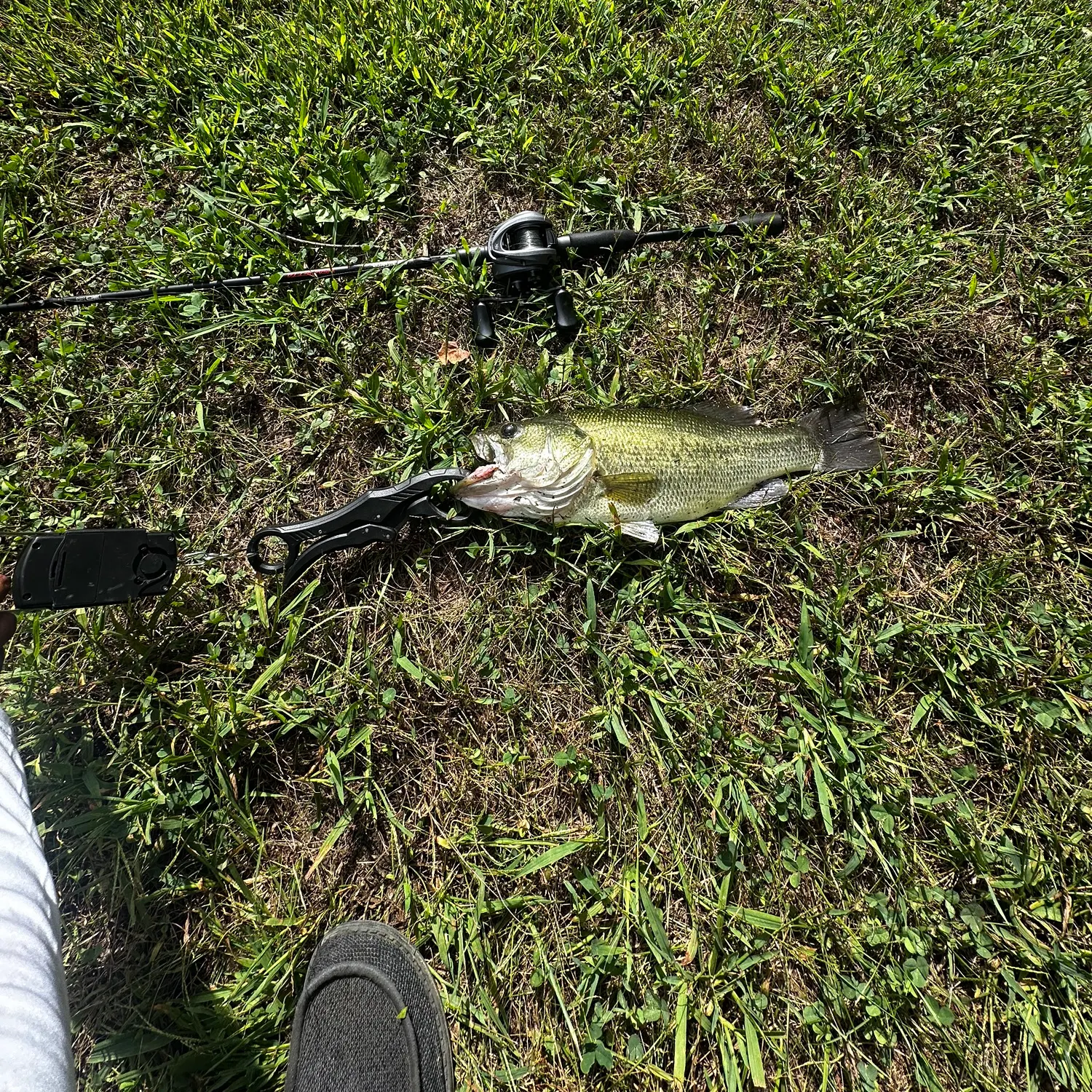 Largemouth bass caught on Fishbrain