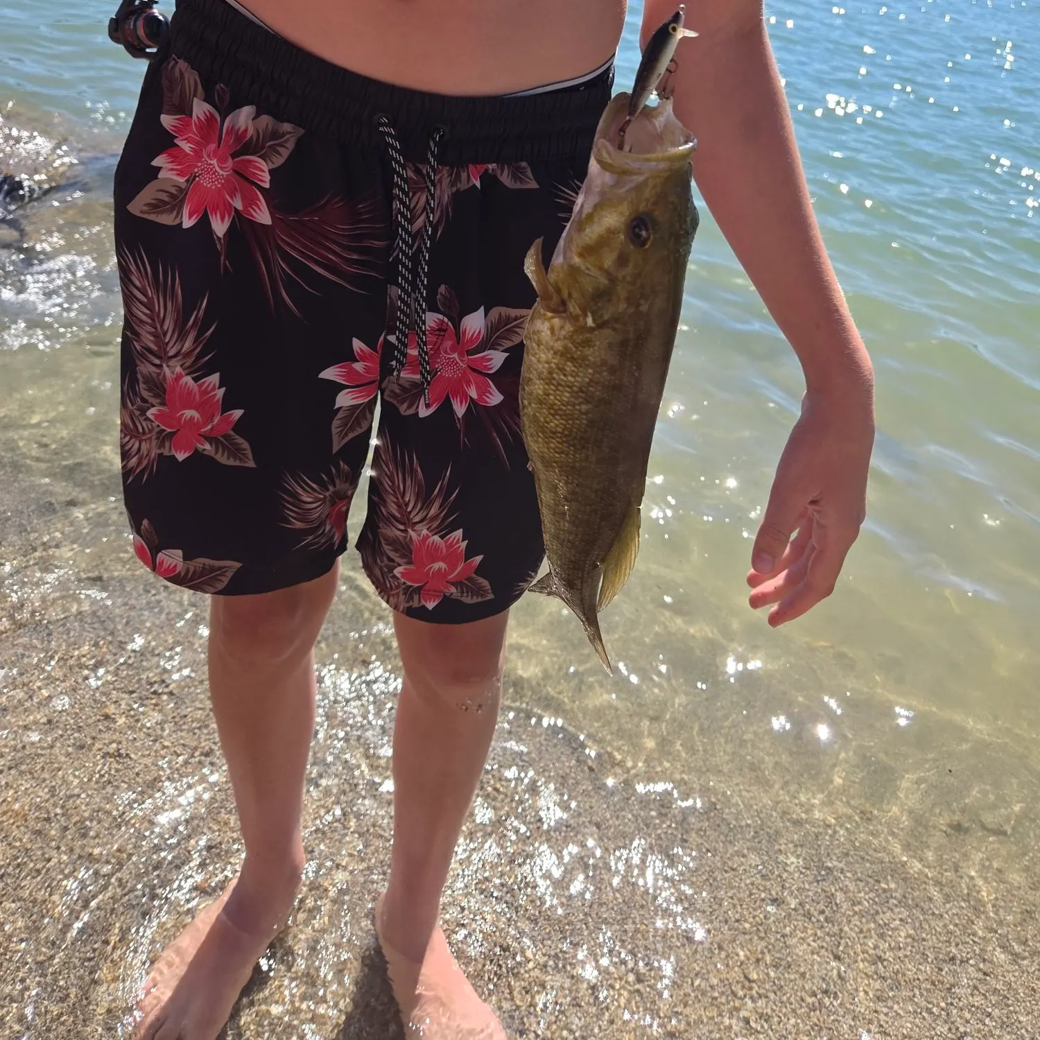 The most recent Smallmouth bass catches on Fishbrain