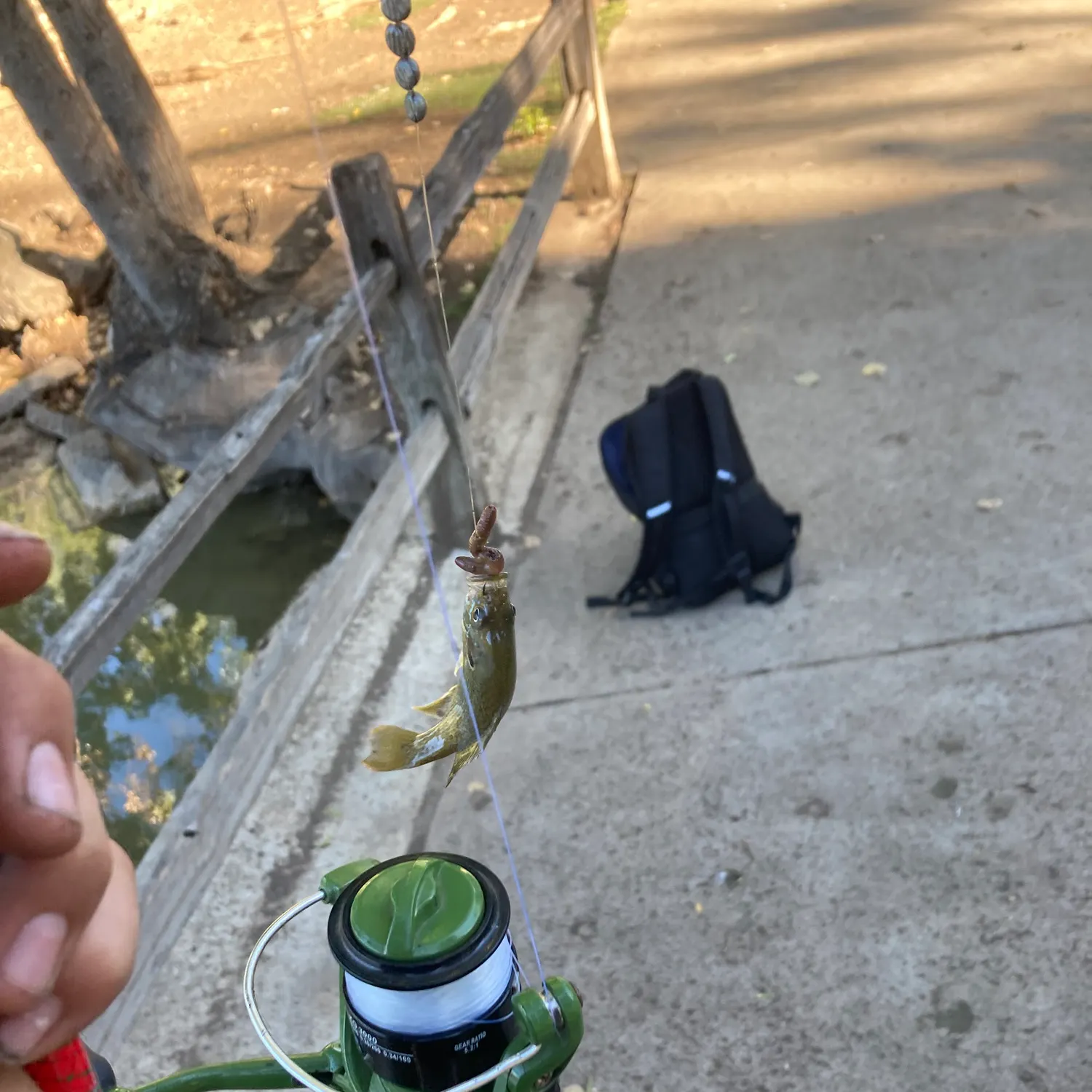 Green sunfish caught on Fishbrain