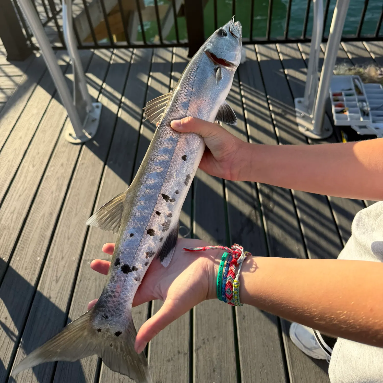 The most recent Great barracuda catches on Fishbrain