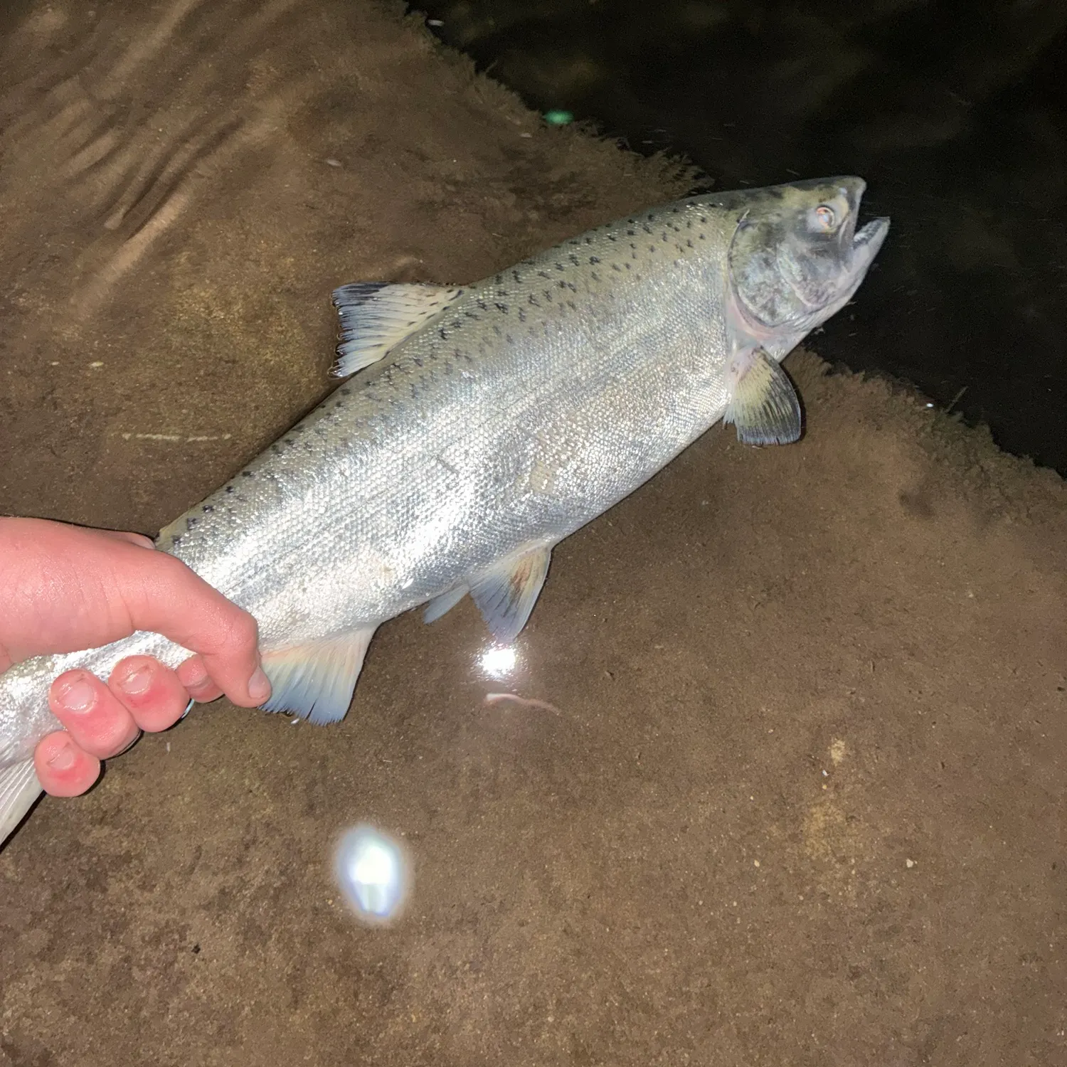 Coho salmon caught on Fishbrain