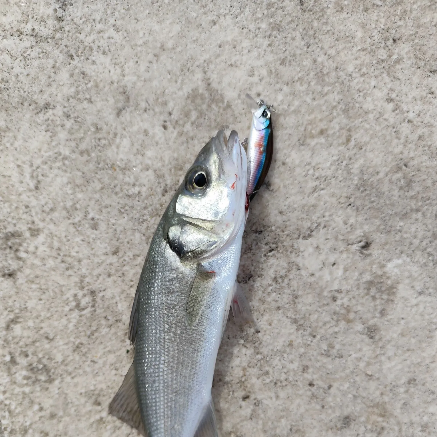 European seabass caught on Fishbrain