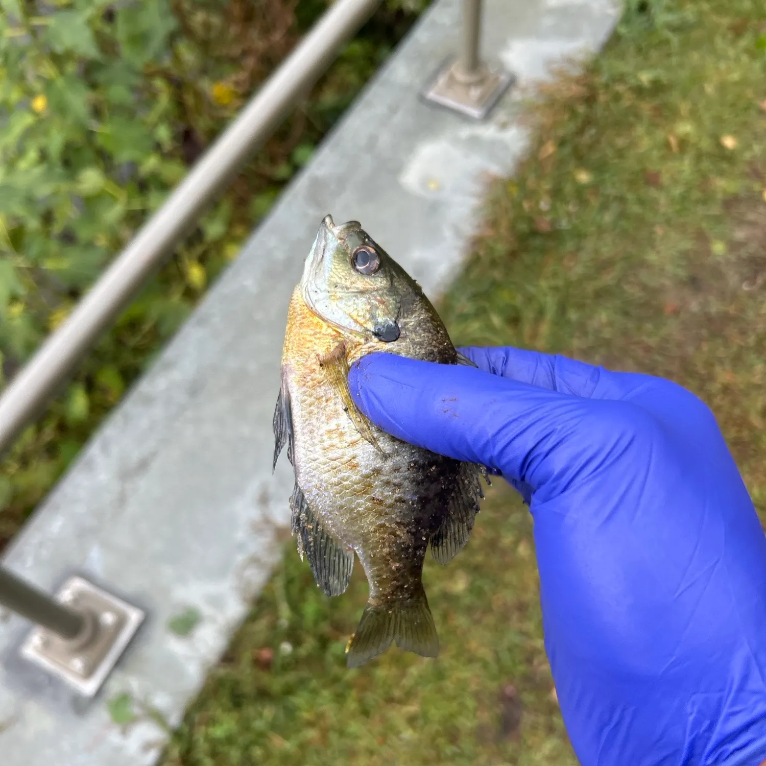 Bluegill caught on Fishbrain