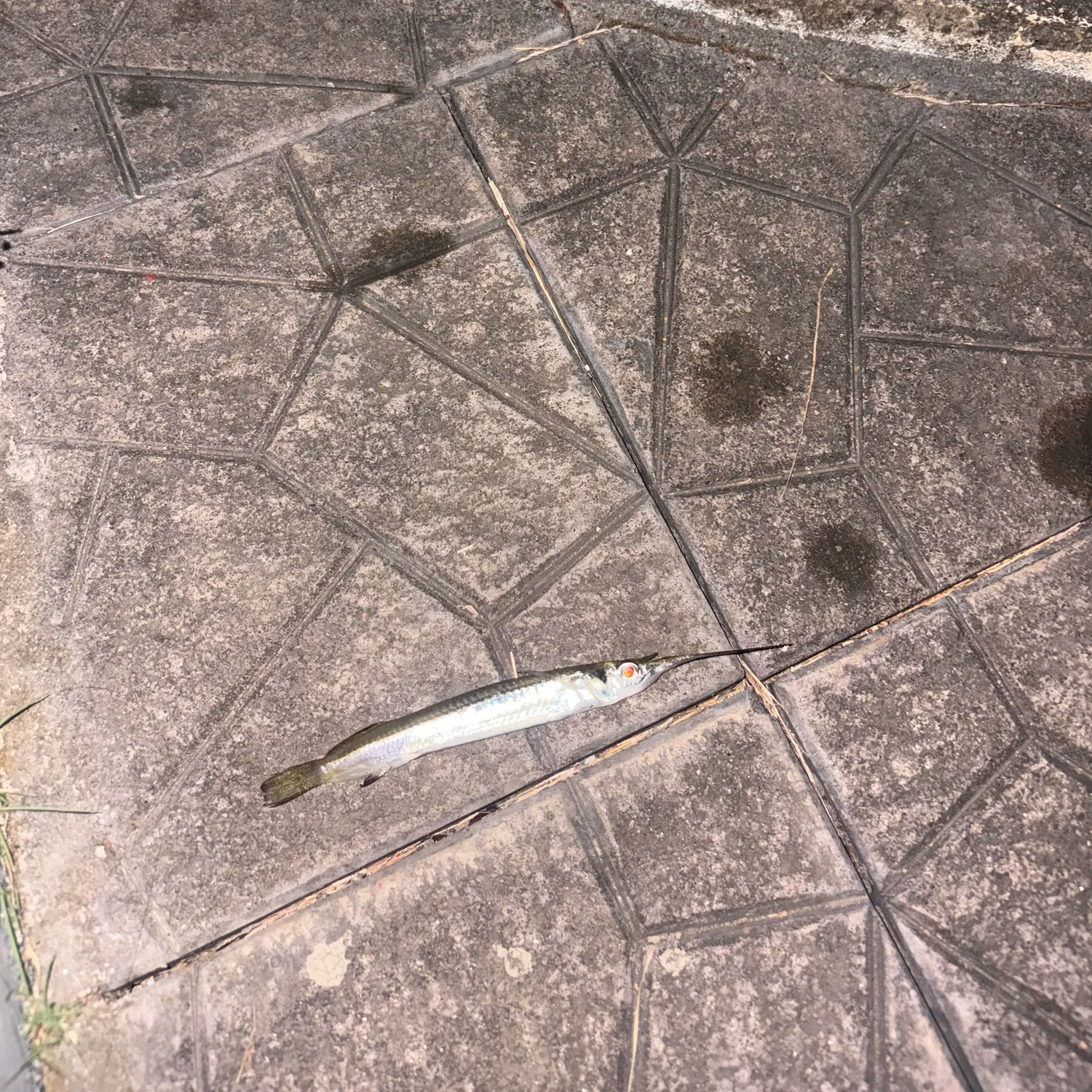 Flat needlefish caught on Fishbrain