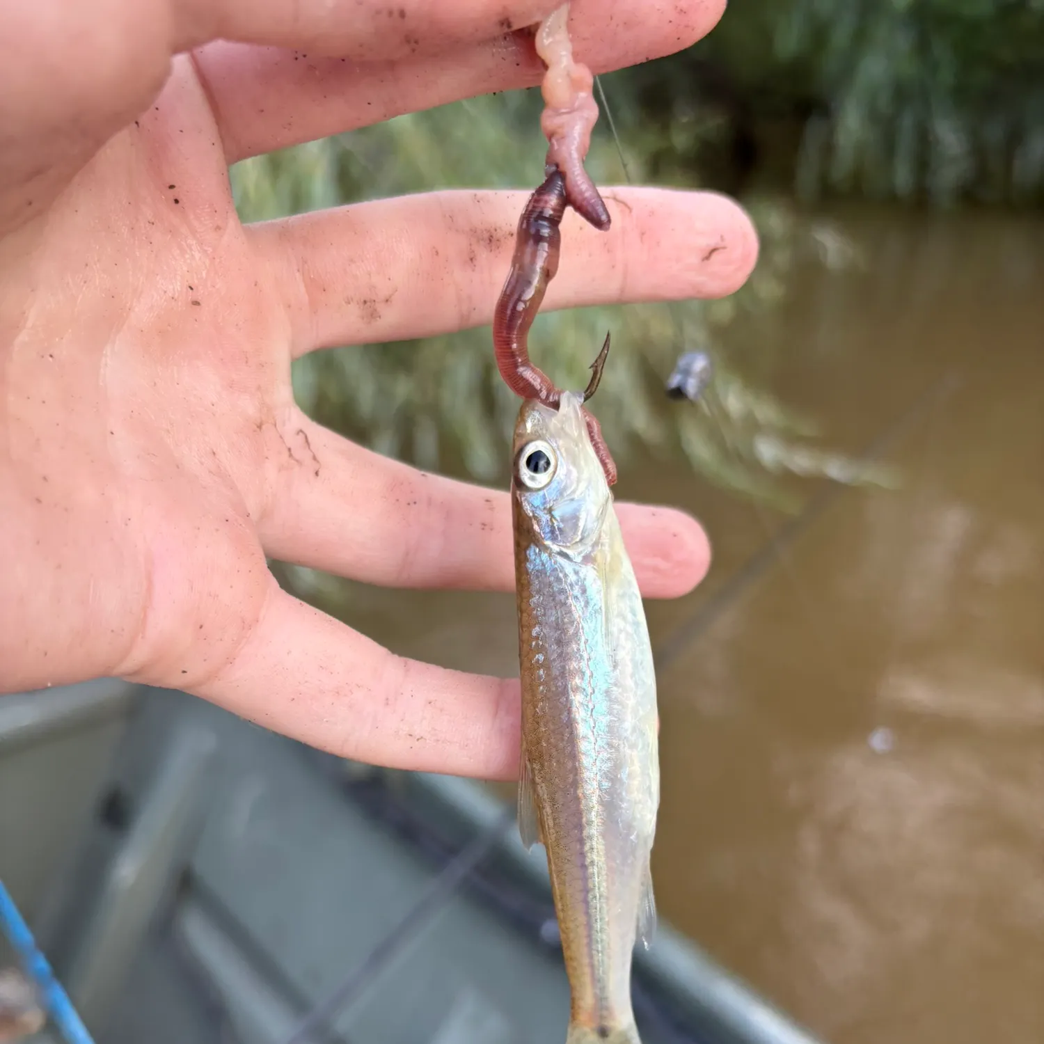 The most recent Skipjack herring catches on Fishbrain