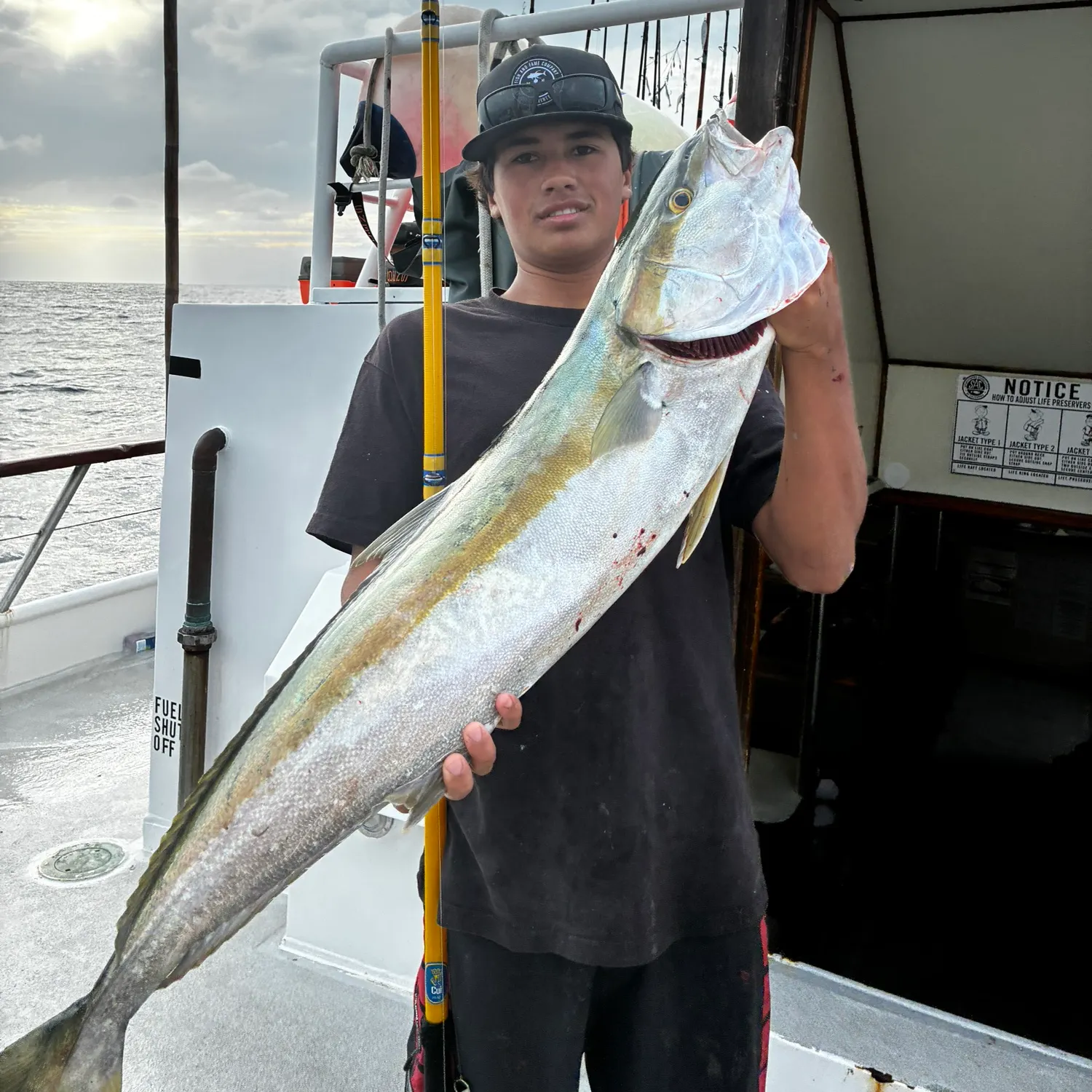 California yellowtail amberjack caught on Fishbrain