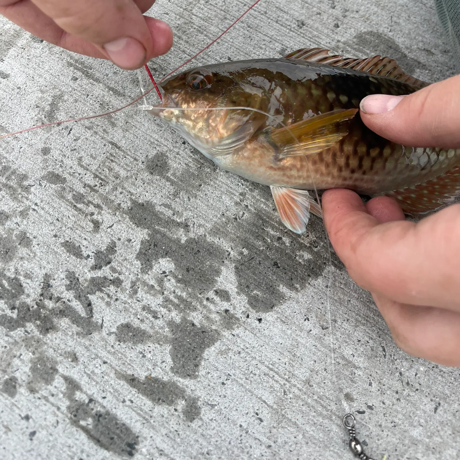 recently logged catches