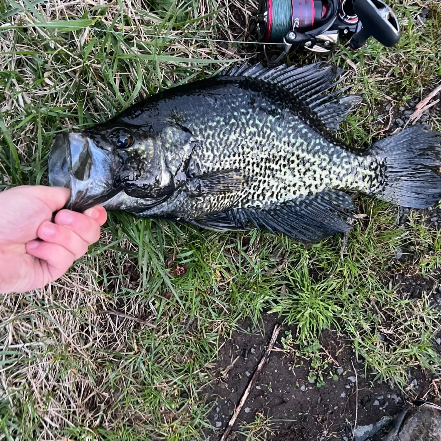 angler catch