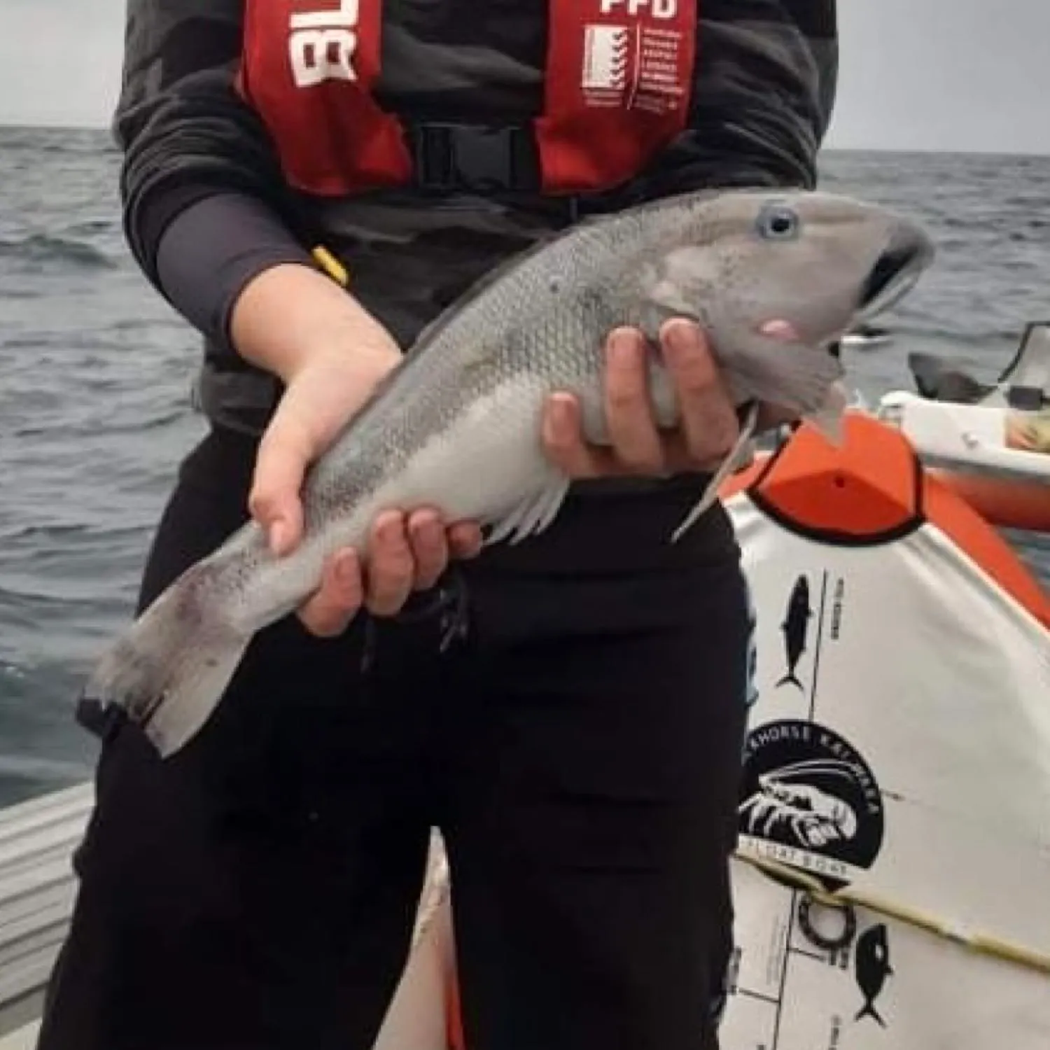 Blue cod caught on Fishbrain