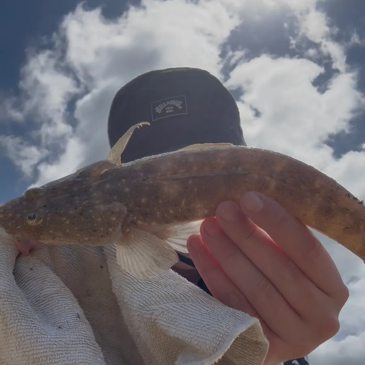 The most recent Dusky flathead catches on Fishbrain