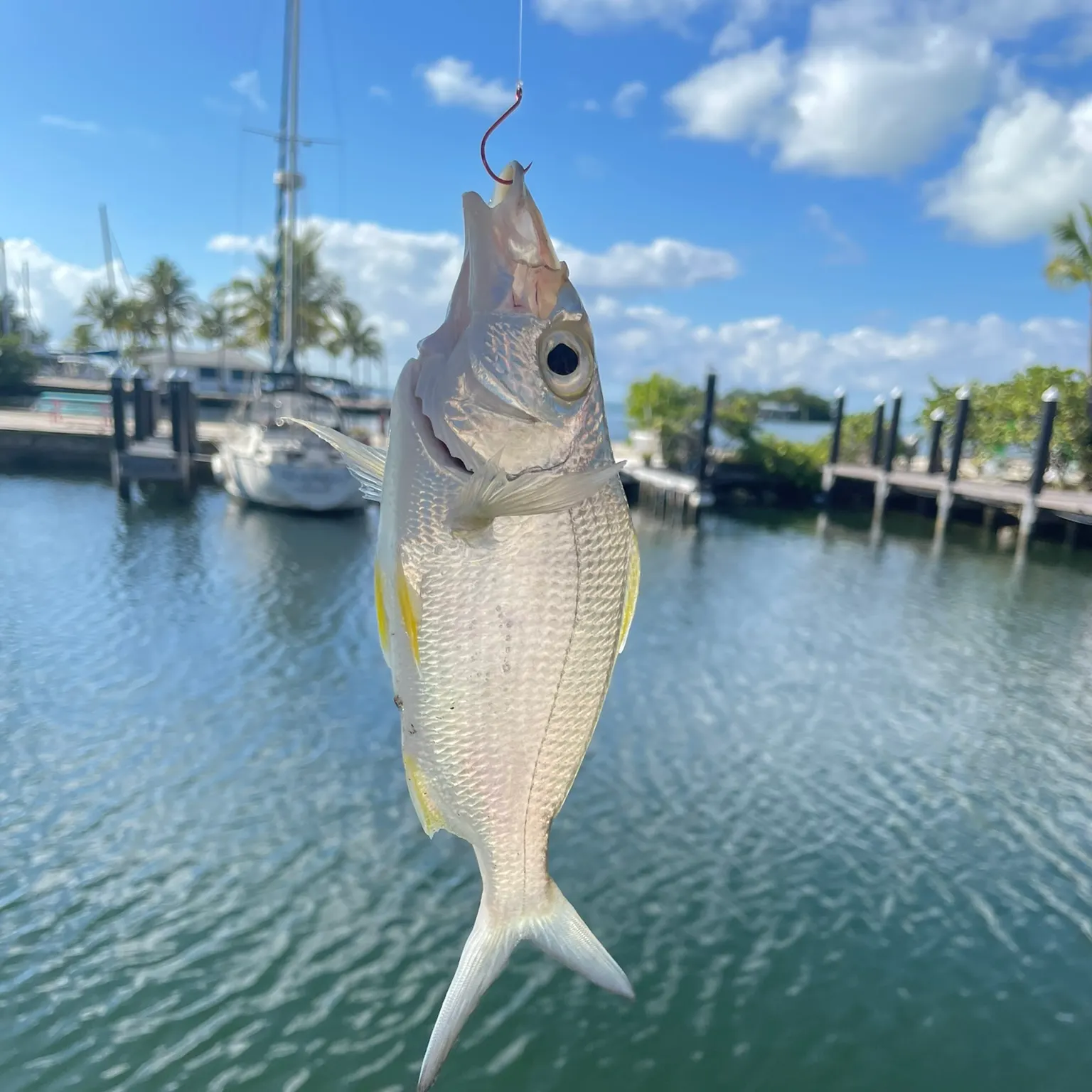 The most recent Bigeye mojarra catches on Fishbrain