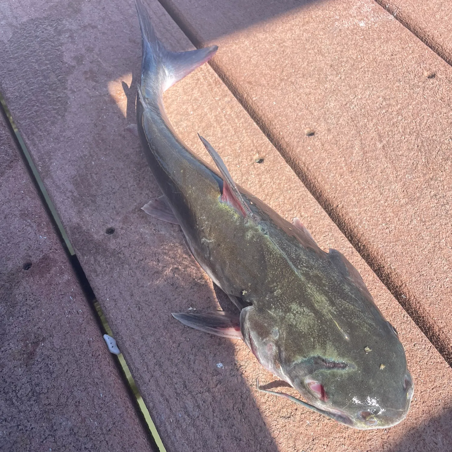 The most recent Gafftopsail sea catfish catches on Fishbrain