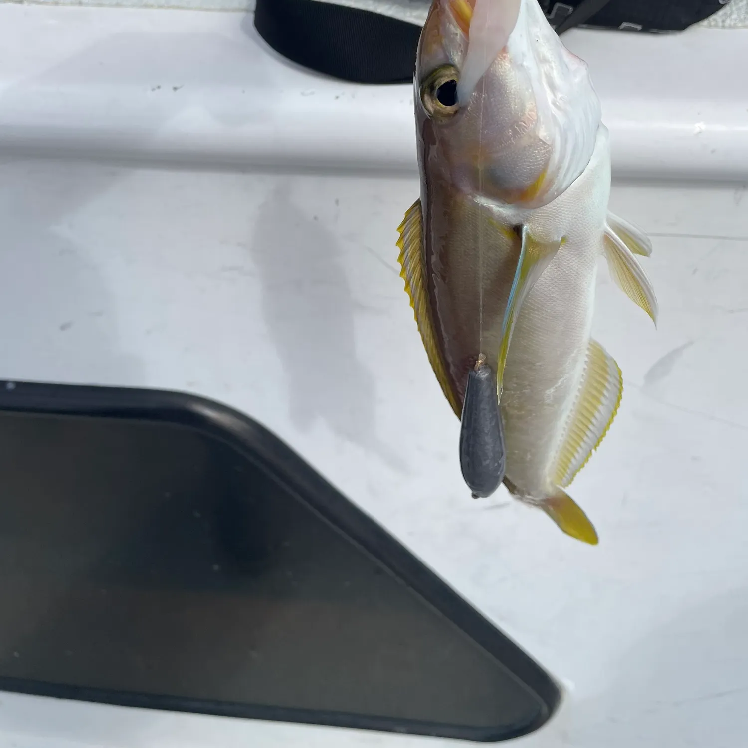 The most recent Ocean whitefish catches on Fishbrain