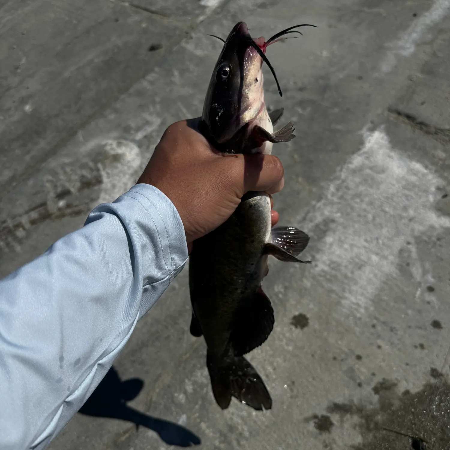 catch