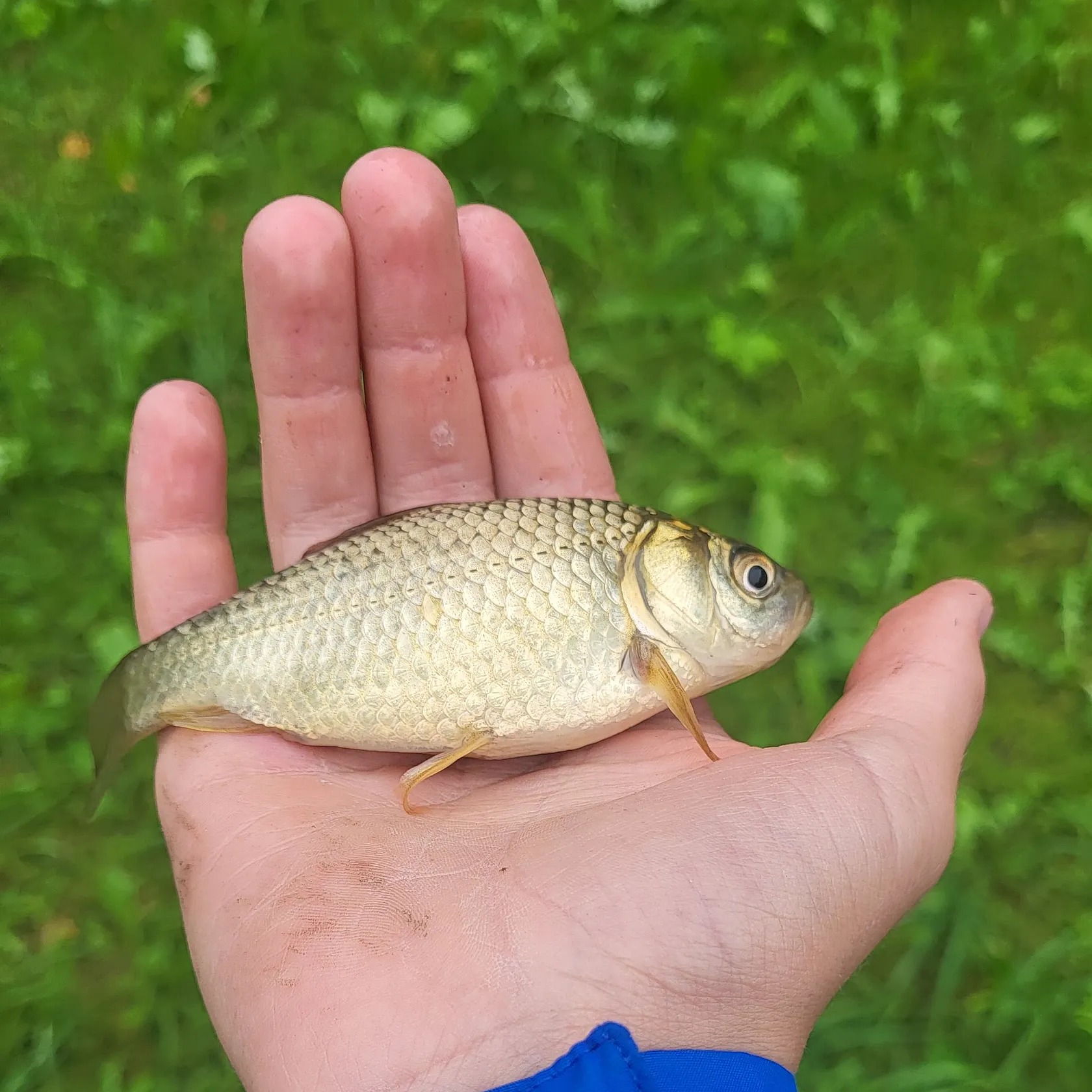 Fish caught on Fishbrain