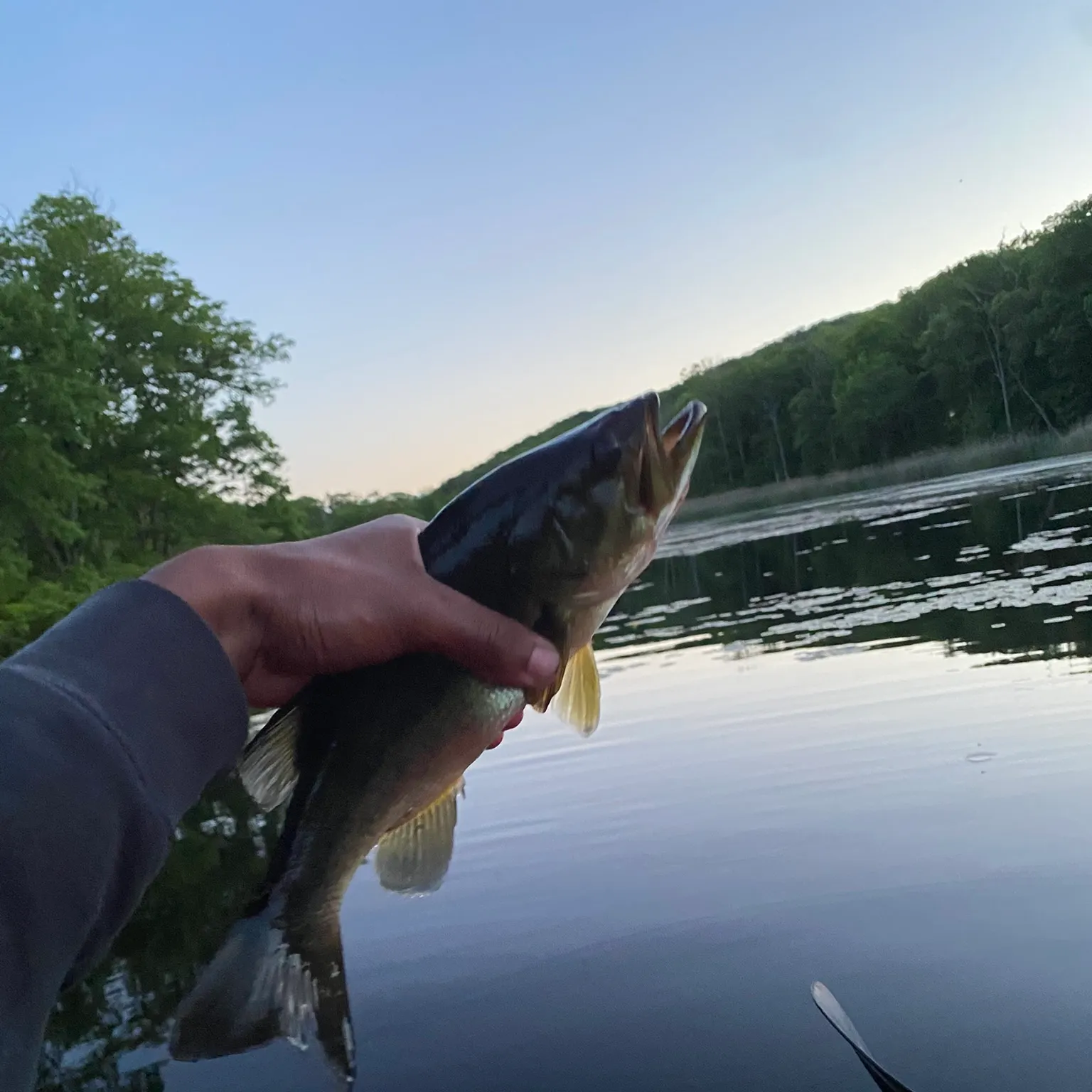 The most recent Muskellunge catches on Fishbrain