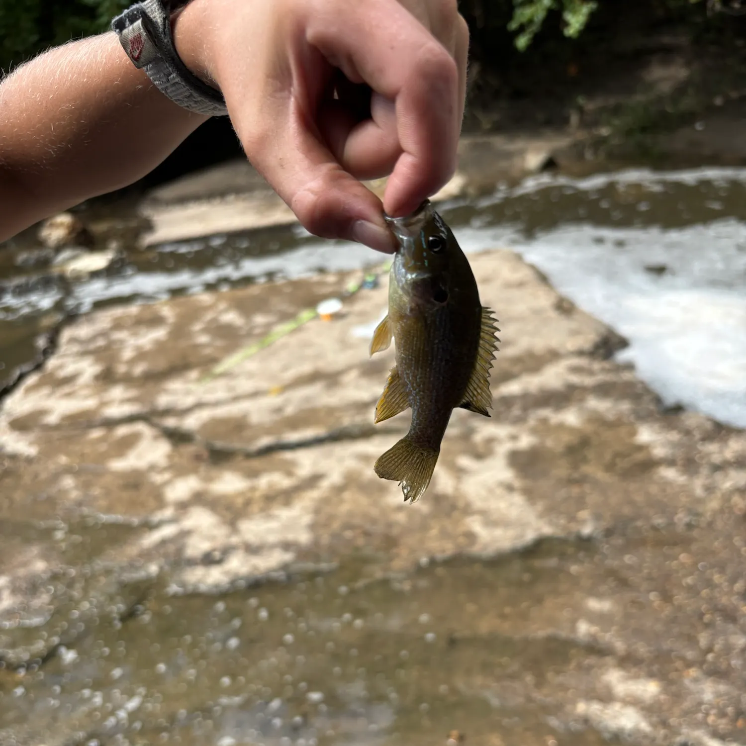 Green sunfish caught on Fishbrain