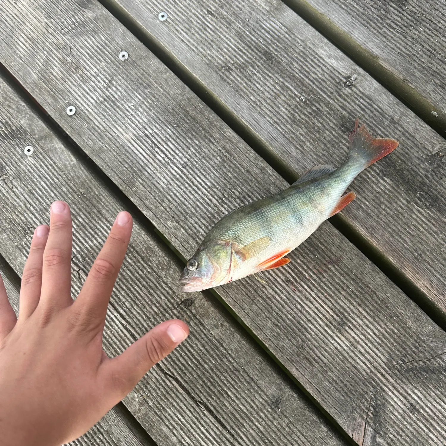 European perch caught on Fishbrain