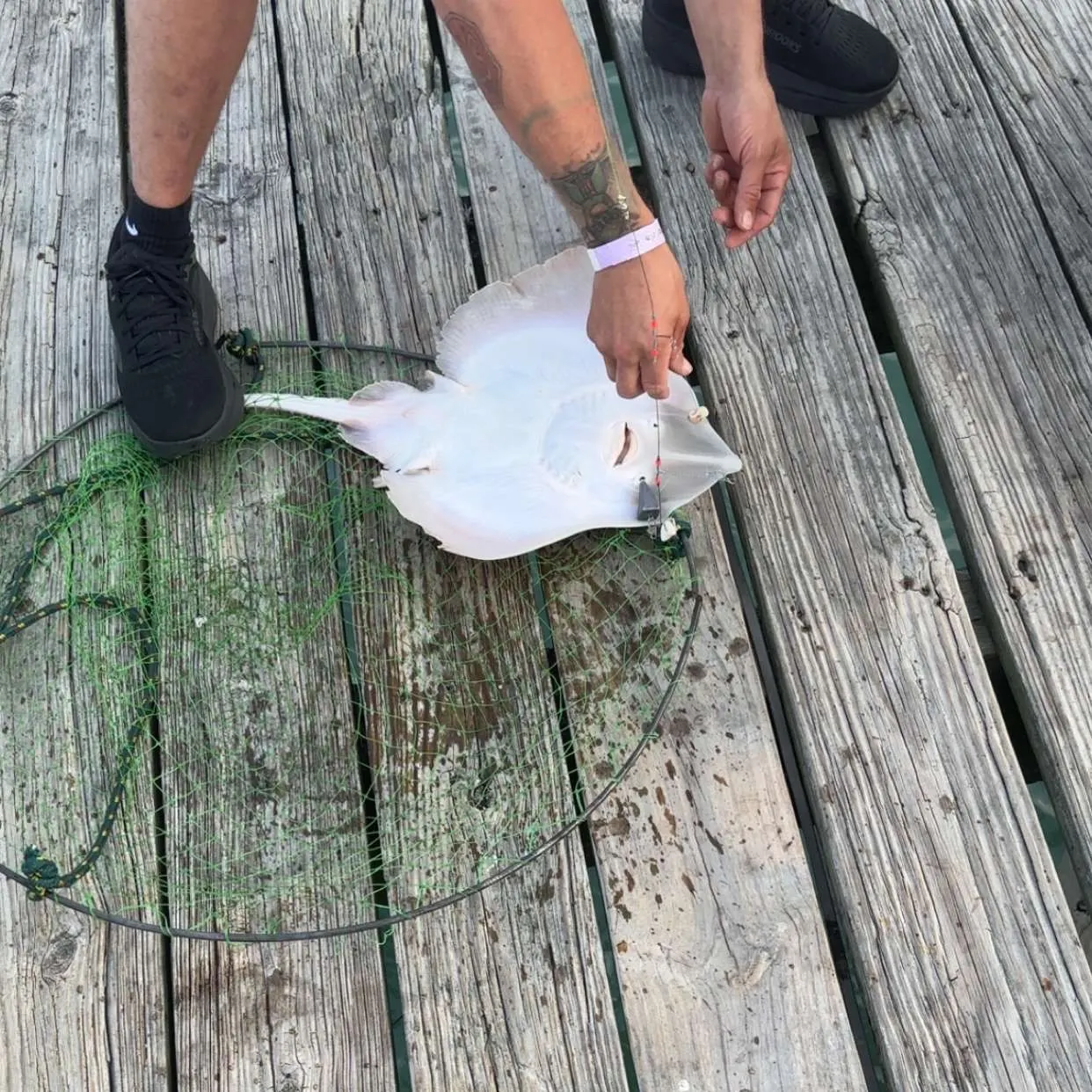 The most recent Clearnose skate catches on Fishbrain