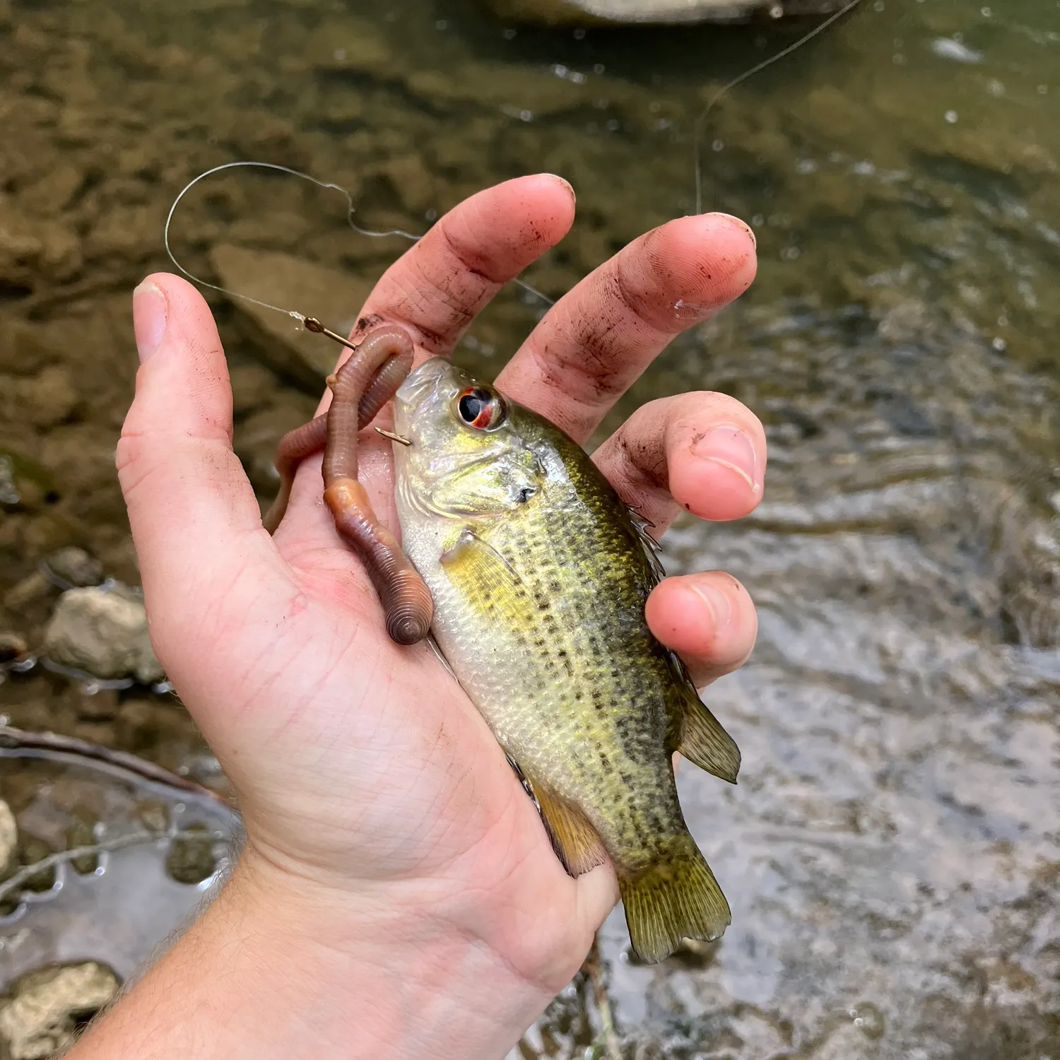 The most recent Rock bass catches on Fishbrain