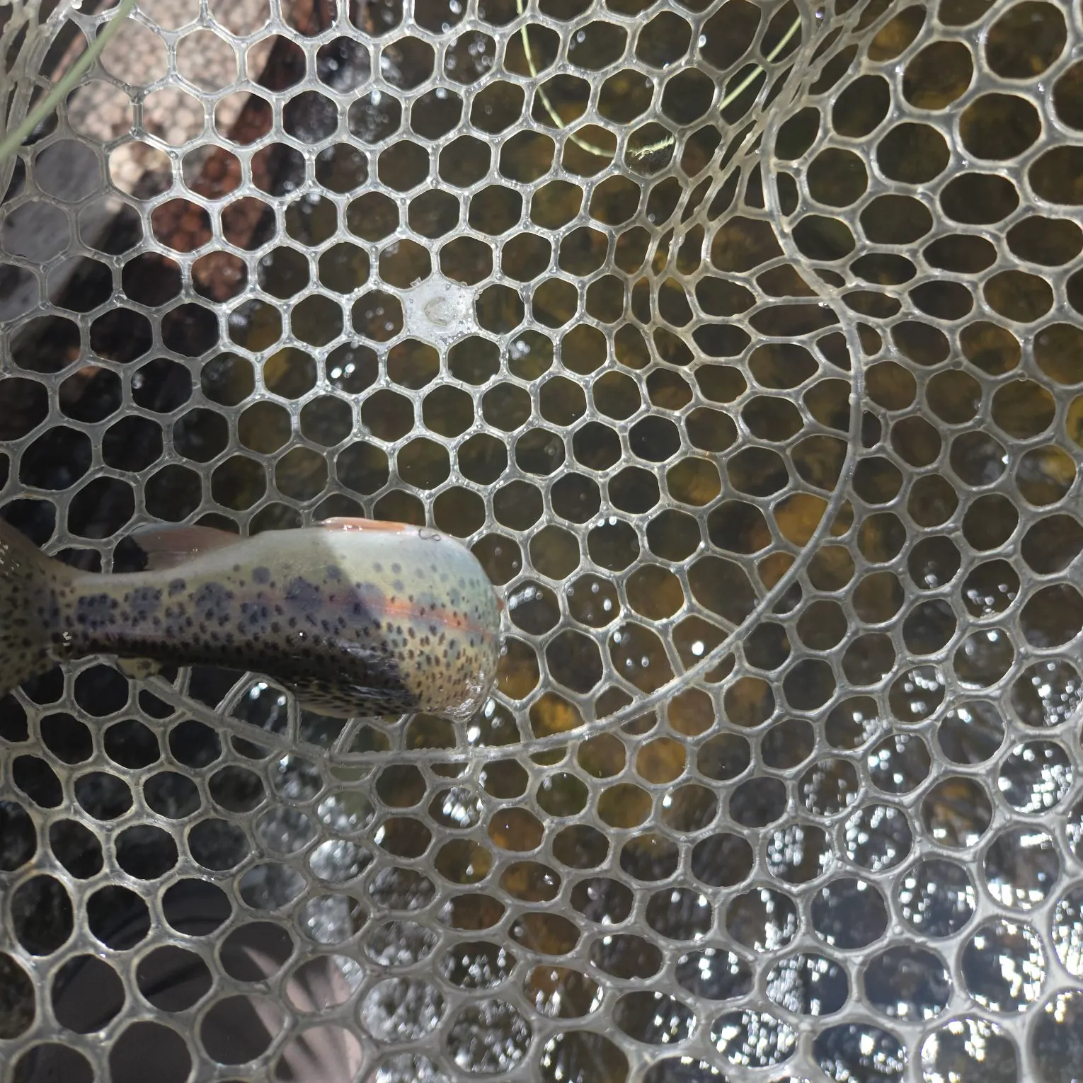 Rainbow trout caught on Fishbrain