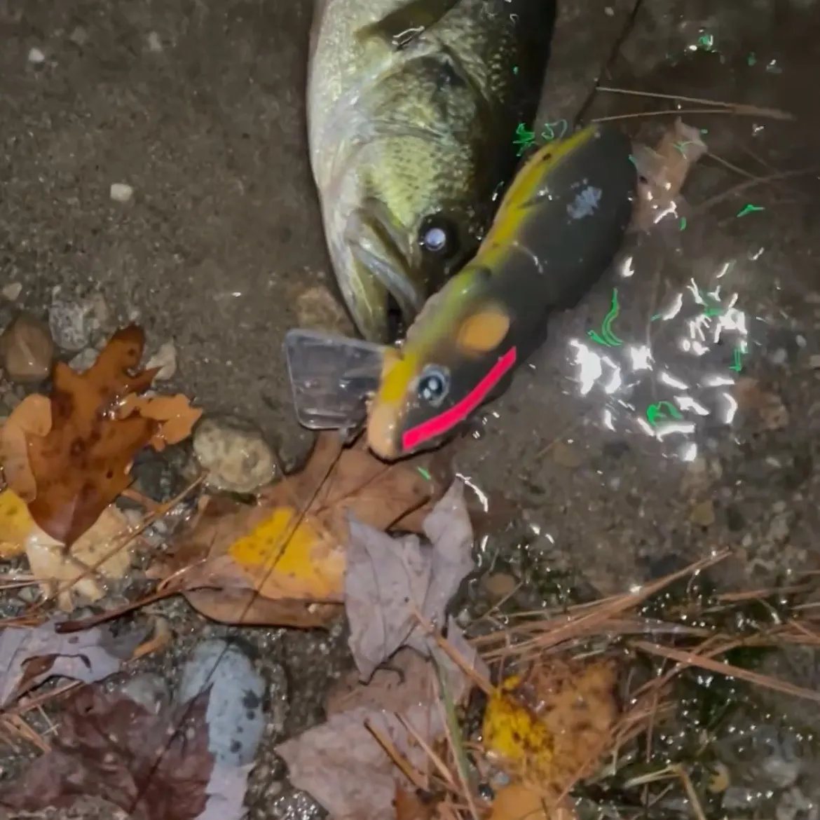 Largemouth bass caught on Fishbrain