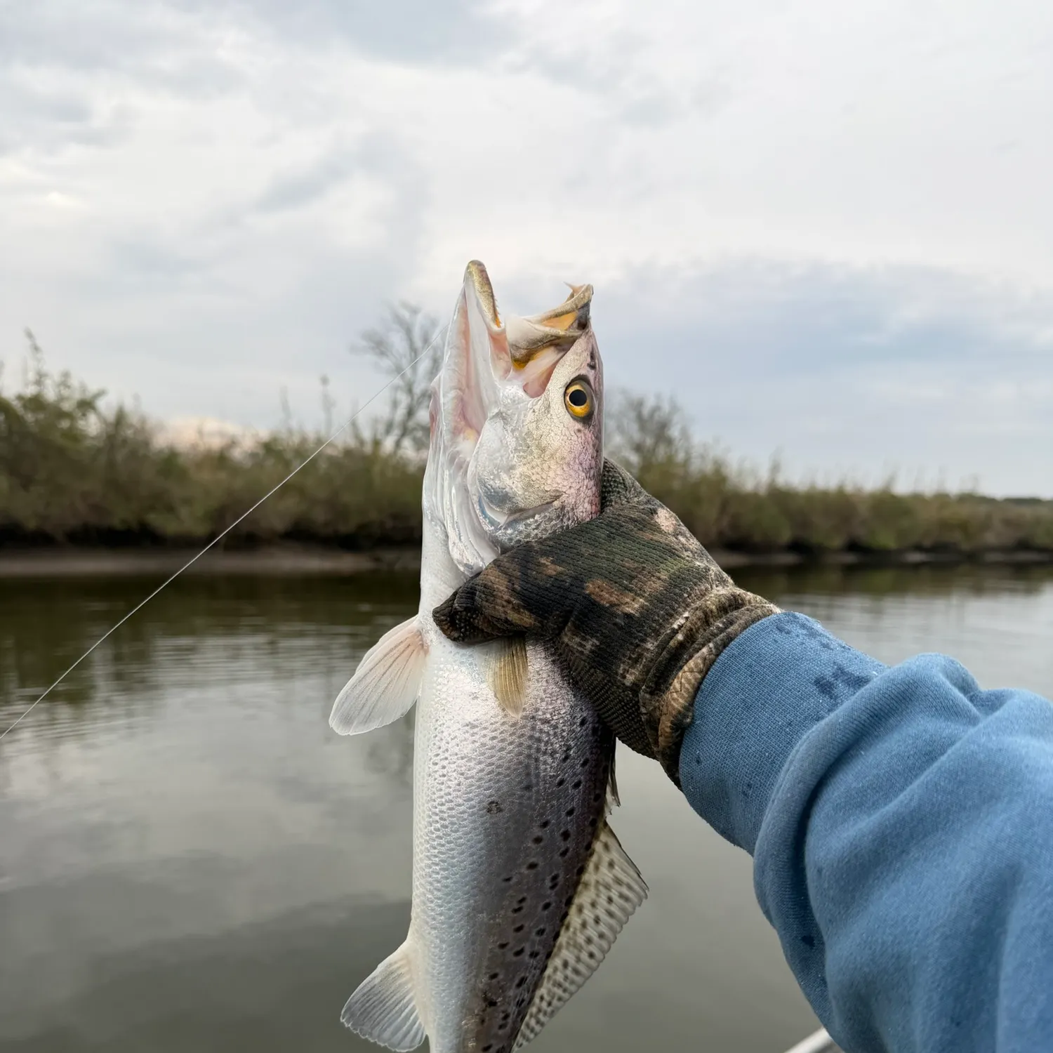 Spotted seatrout caught on Fishbrain