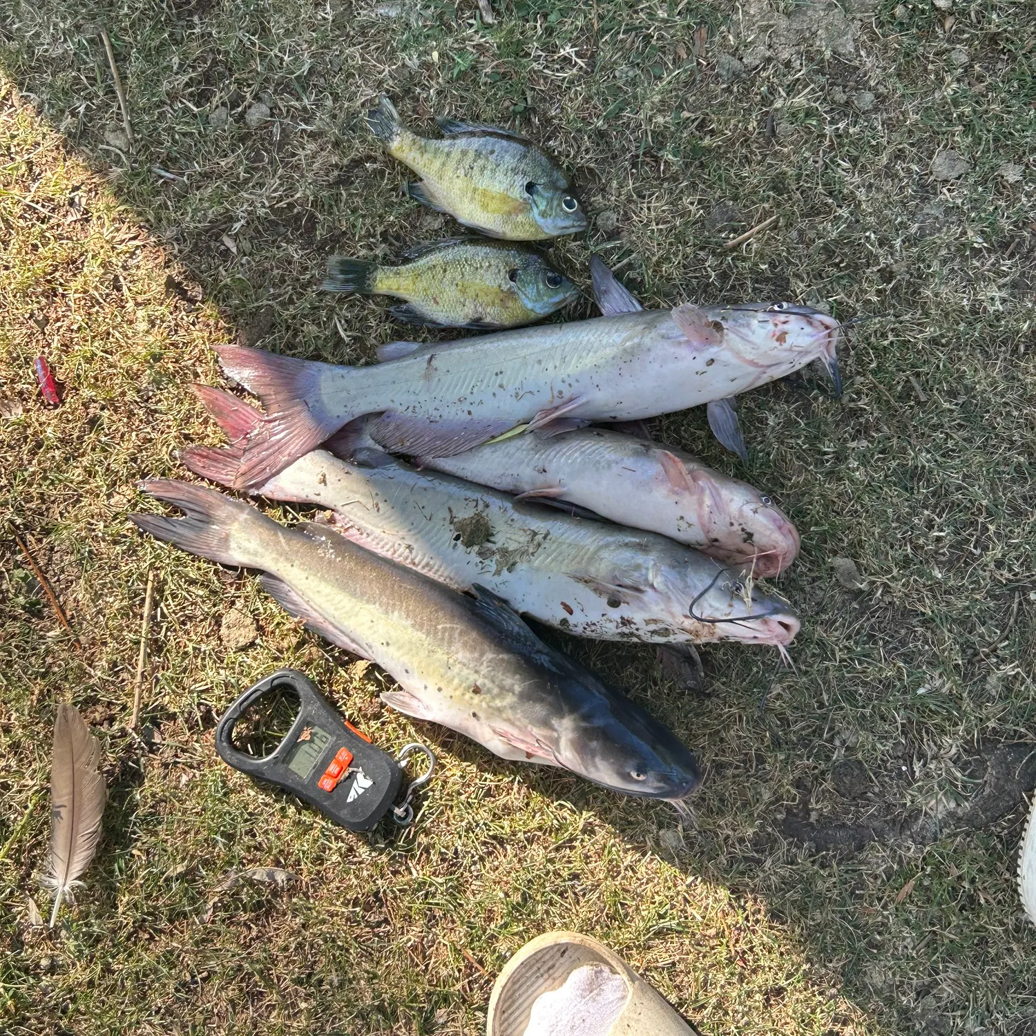 recently logged catches