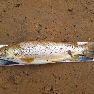 Brown trout caught on Fishbrain