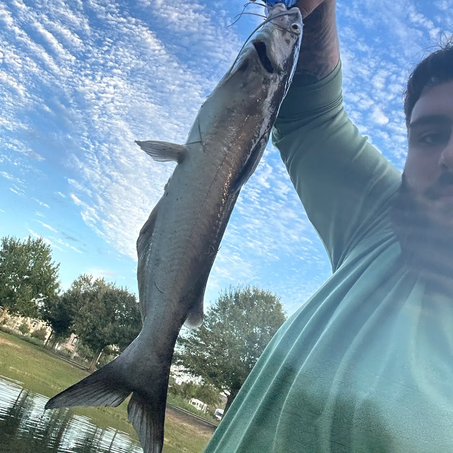 Channel catfish caught on Fishbrain