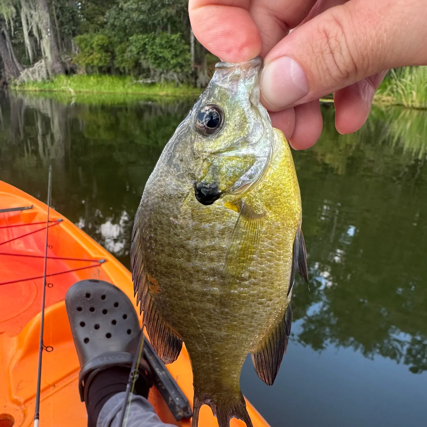 Bluegill caught on Fishbrain