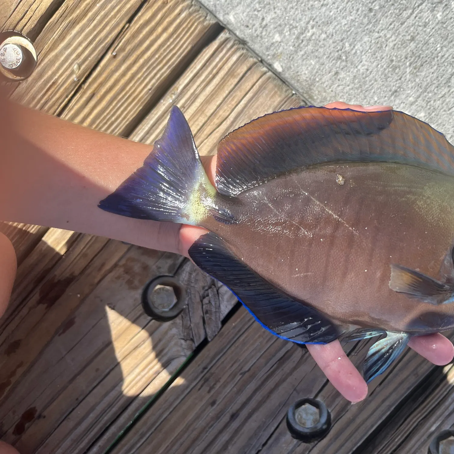 The most recent Doctorfish catches on Fishbrain