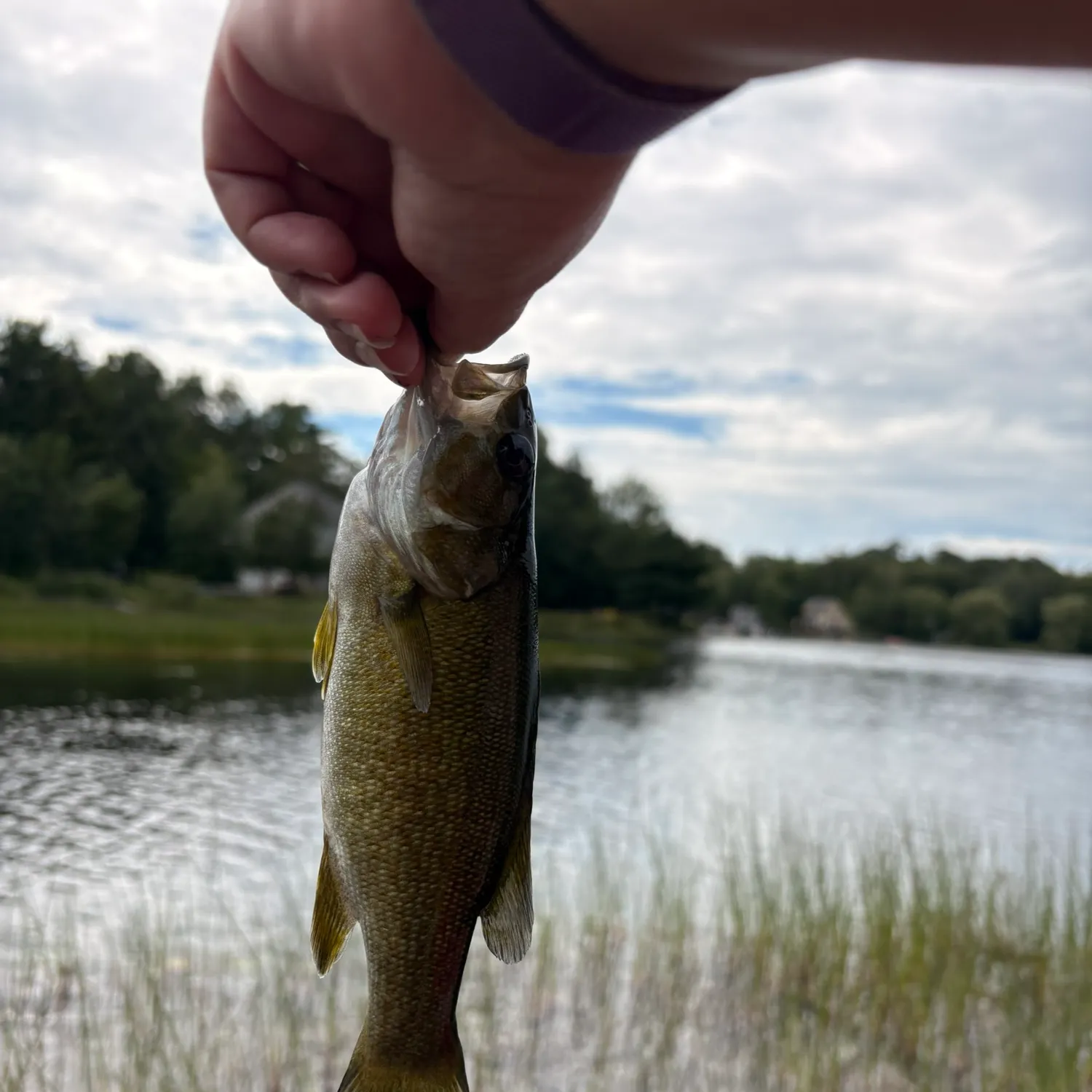 Smallmouth bass caught on Fishbrain