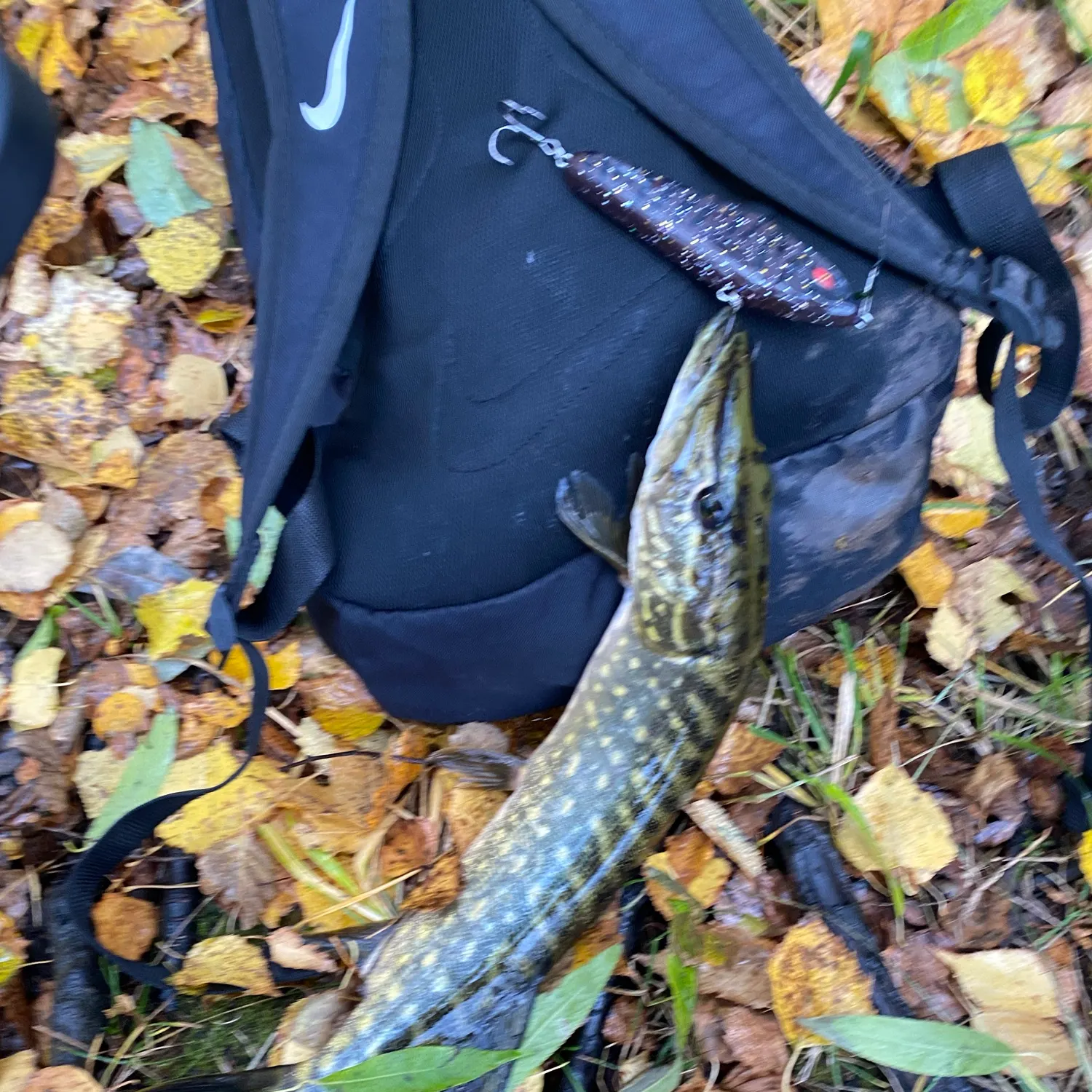 Northern pike caught on Fishbrain