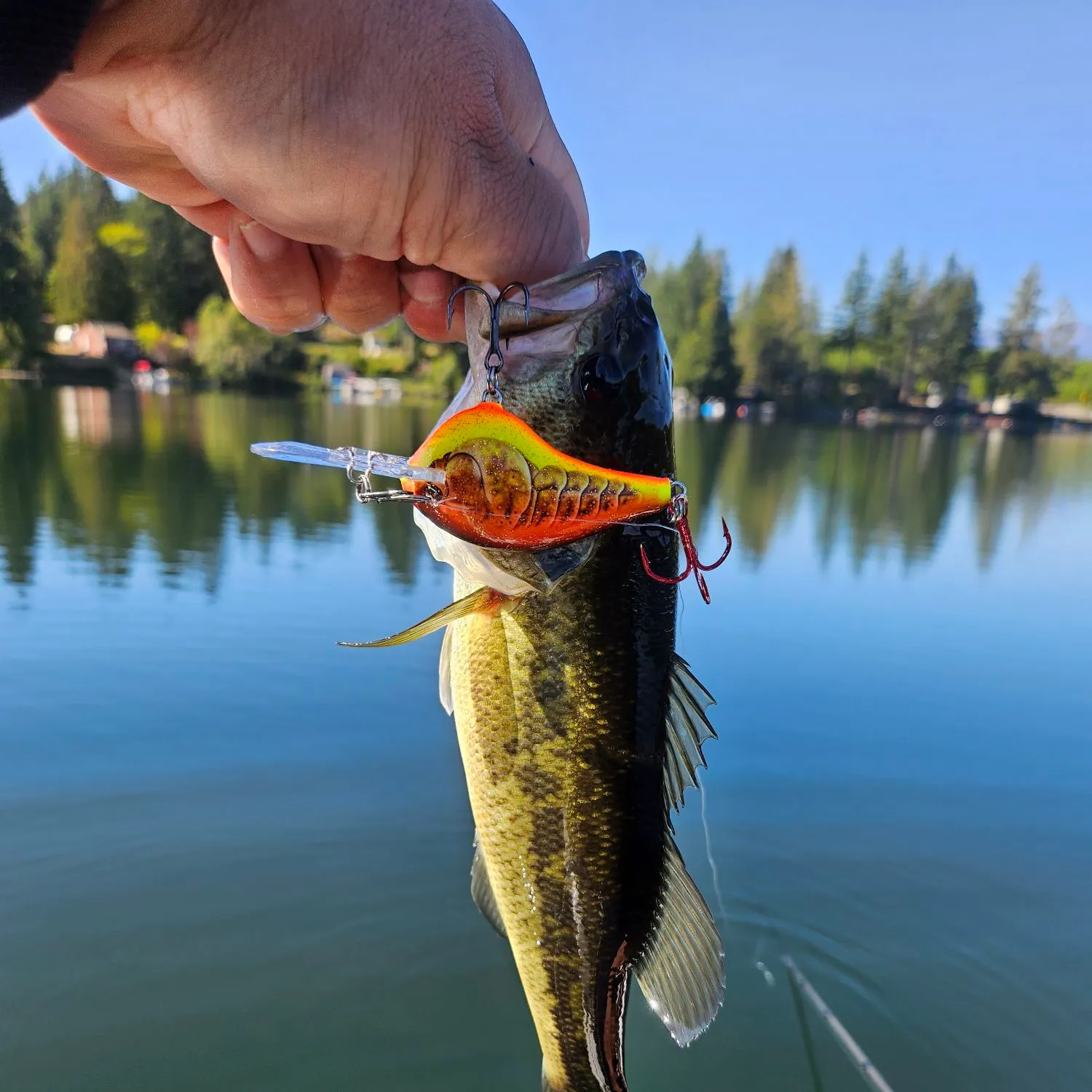 Rainbow trout caught on Fishbrain