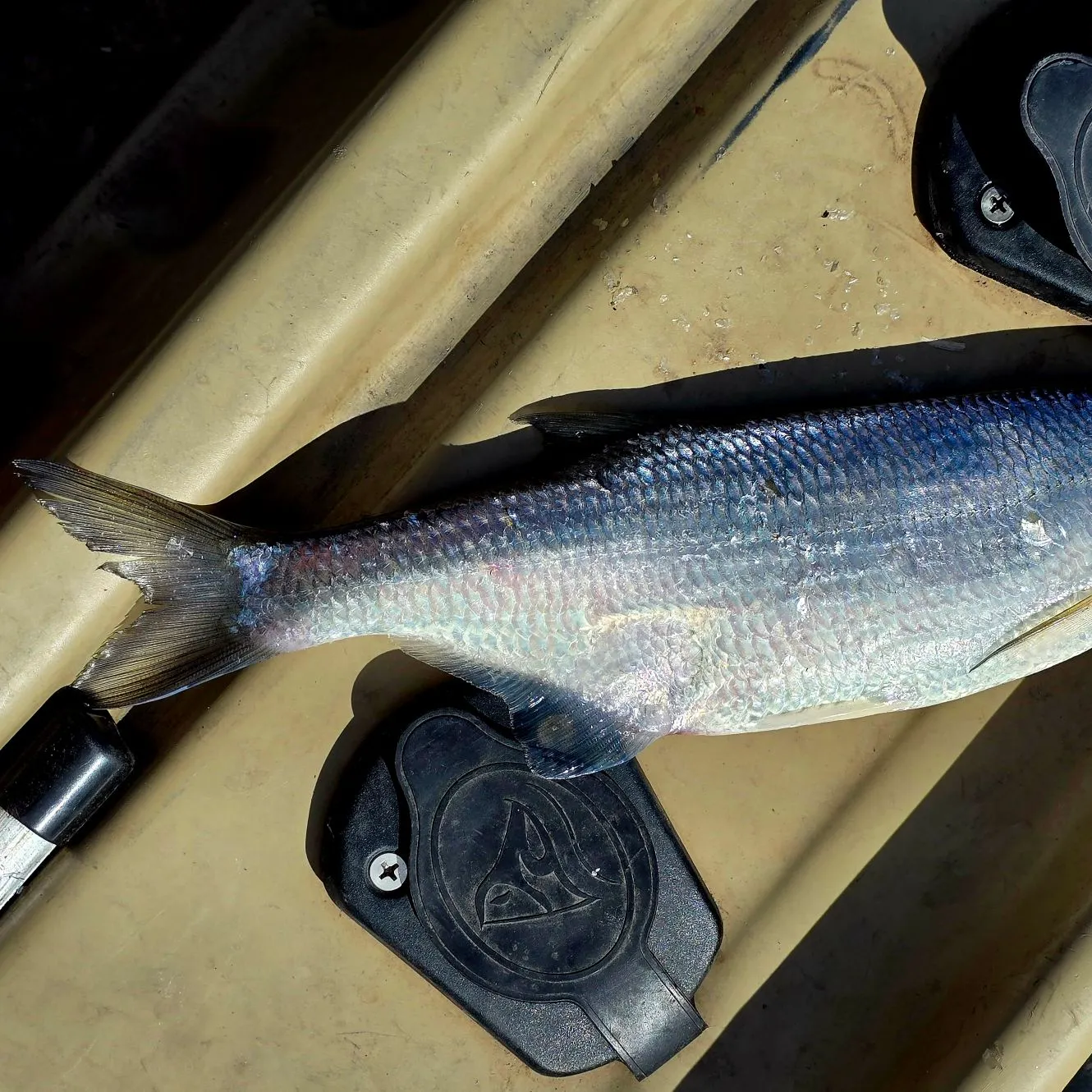 The most recent Mooneye catches on Fishbrain