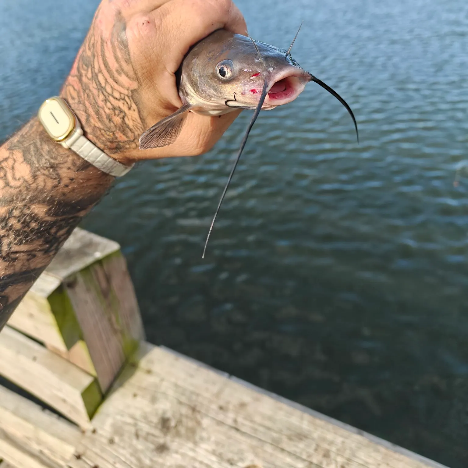 angler catch